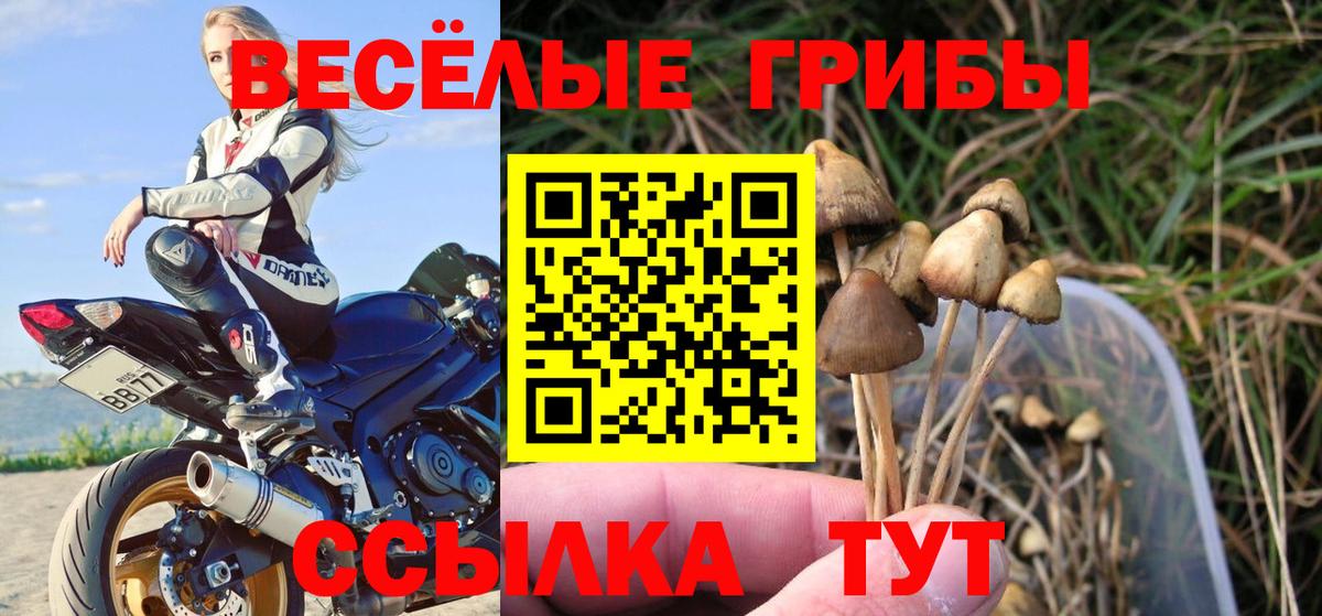 Артём  Псилоцибиновые грибы Cubensis  наркотики  Вход с VPN  Псилоцибиновые грибы Magic Shrooms 